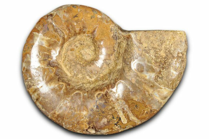 Jurassic Ammonite (Euaspidoceras) Fossil - Madagascar #349167